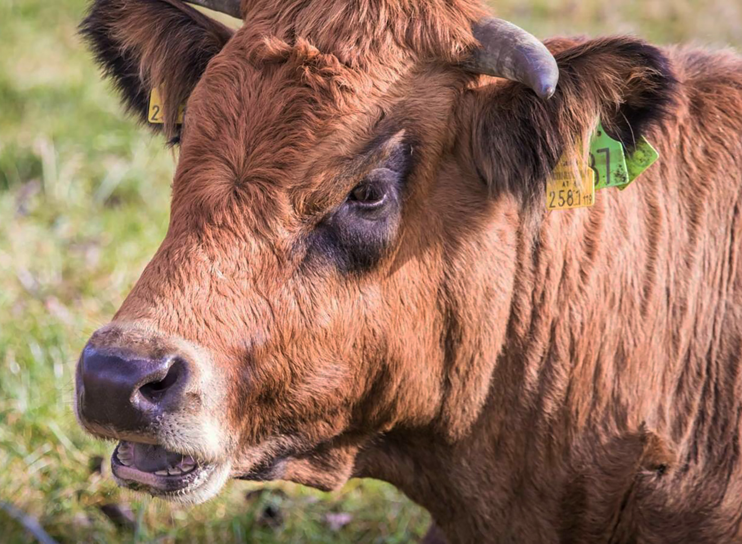 Projektbild nahgenuss