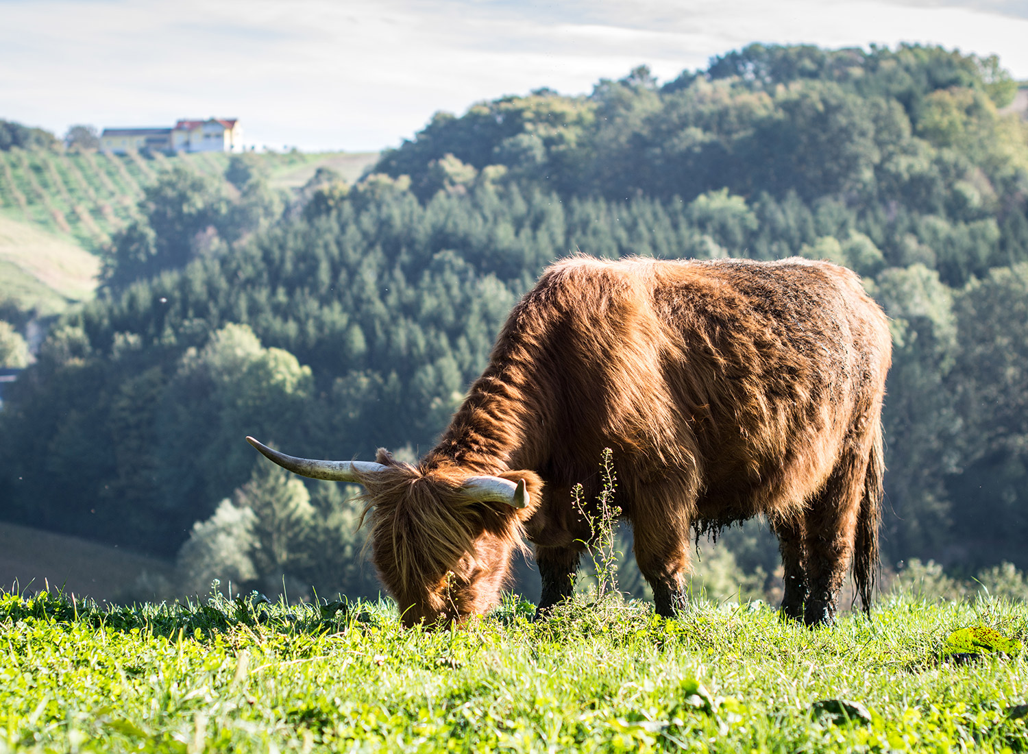 Projektbild Biobetrieb Ranftl