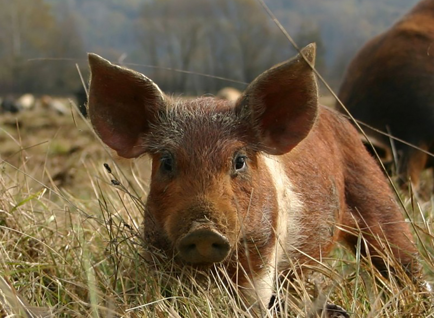 Projektbild Labonca Biohof
