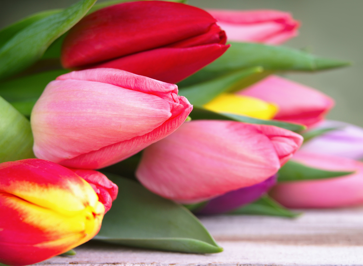 Projektbild meineblumen.at