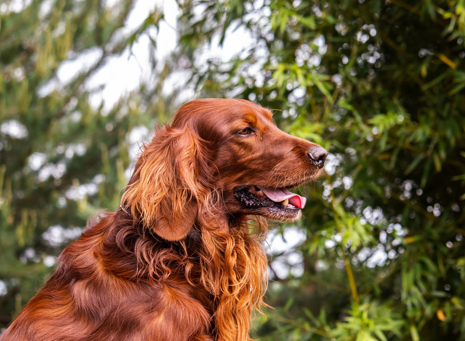 Projektbild Tierhotel Roberts Farm